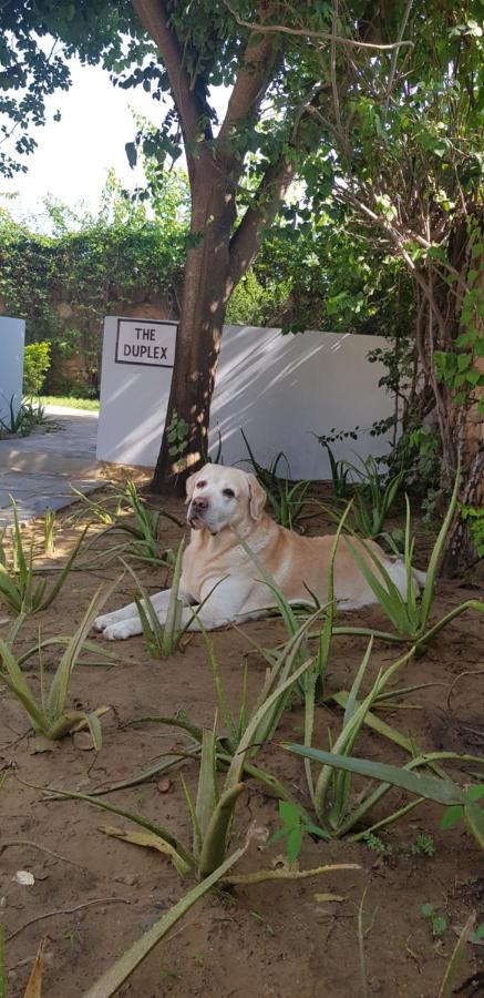 A Dog'S Story, Jaipur Bed and Breakfast Exteriör bild